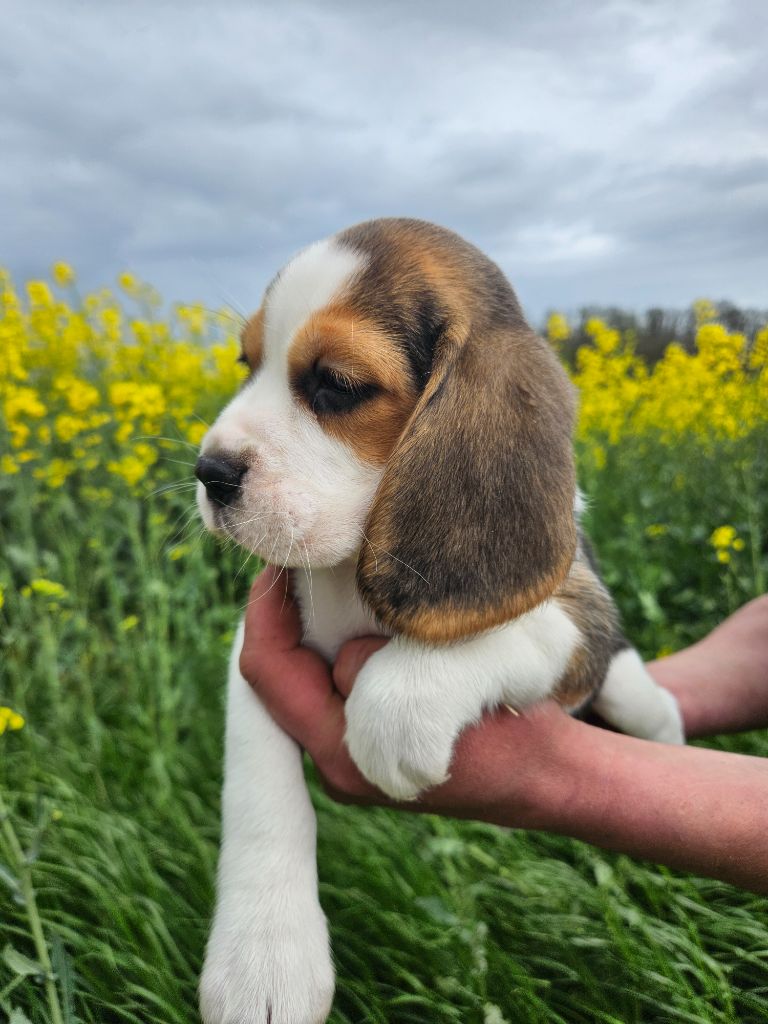 Des Courants De La Selle - Chiot disponible  - Beagle