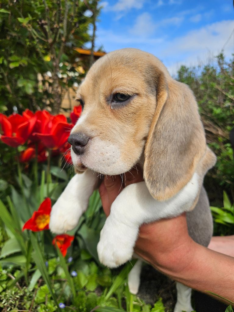 Des Courants De La Selle - Chiot disponible  - Beagle