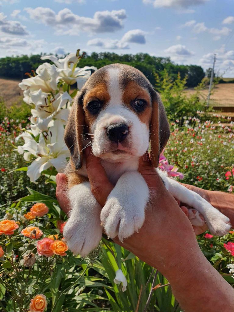 Des Courants De La Selle - Chiot disponible  - Beagle