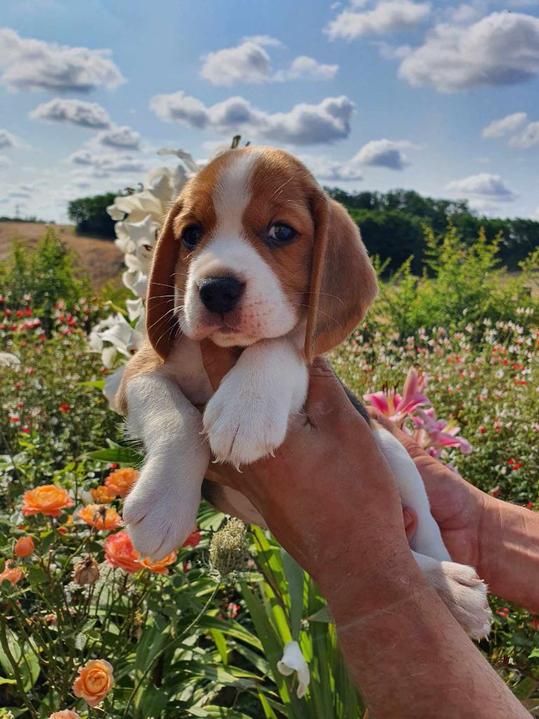 Des Courants De La Selle - Chiot disponible  - Beagle