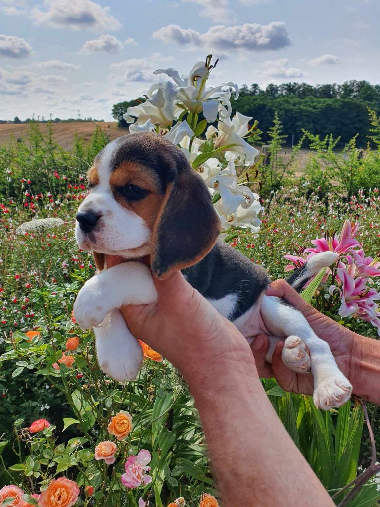 chiot Beagle Des Courants De La Selle