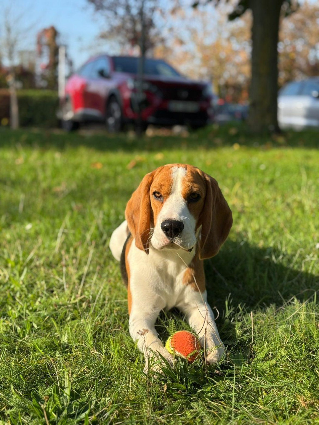 Ultimus Des Courants De La Selle