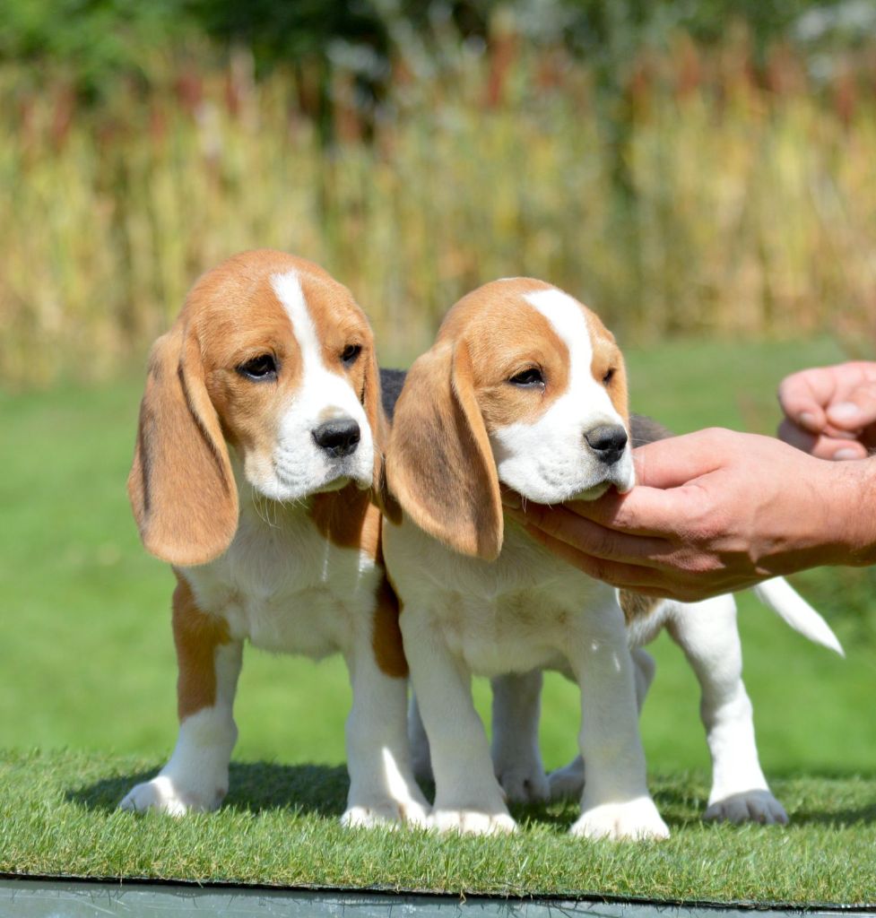 Chiots Disponibles 
