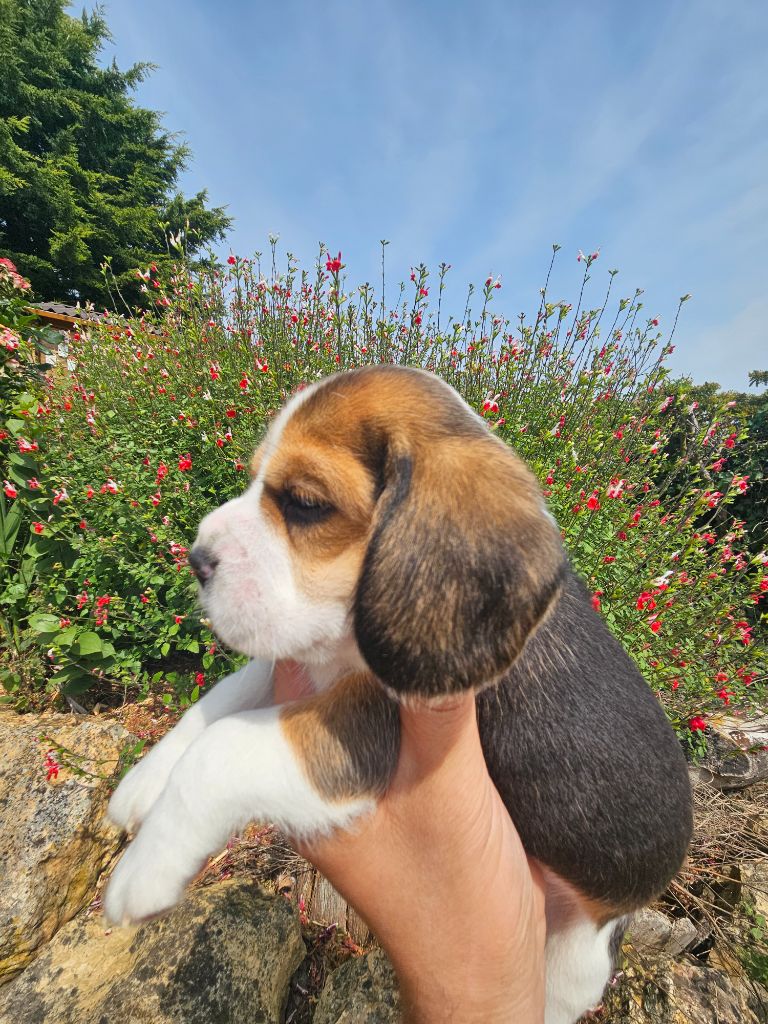 Des Courants De La Selle - Chiots disponibles - Beagle