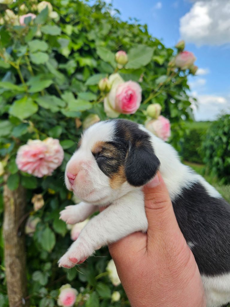 Des Courants De La Selle - Chiots disponibles - Beagle