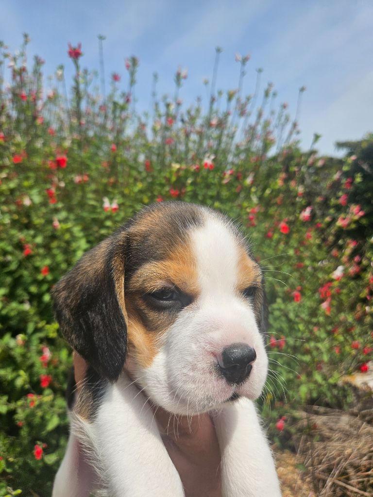 Des Courants De La Selle - Beagle - Portée née le 12/05/2025