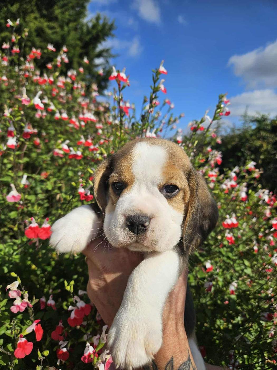 Des Courants De La Selle - Chiots disponibles - Beagle