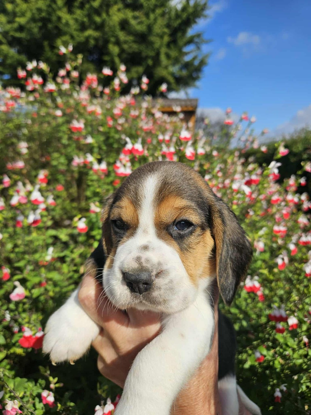 Des Courants De La Selle - Chiots disponibles - Beagle