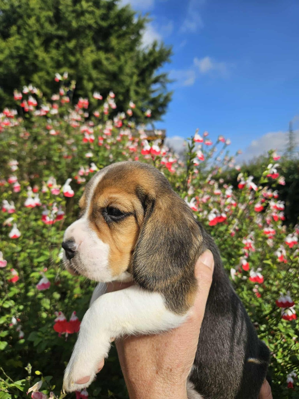 Des Courants De La Selle - Chiots disponibles - Beagle