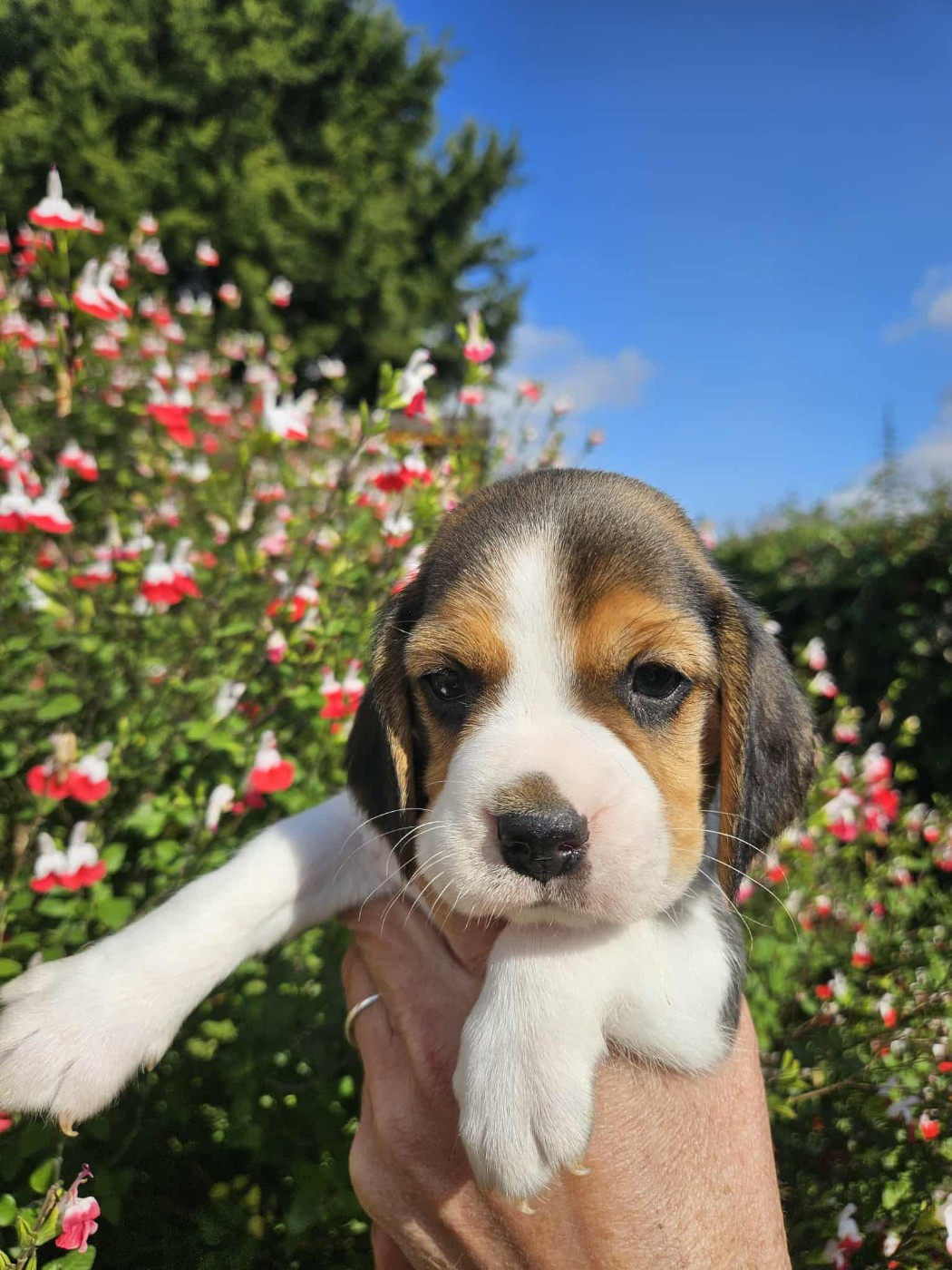 Des Courants De La Selle - Chiots disponibles - Beagle