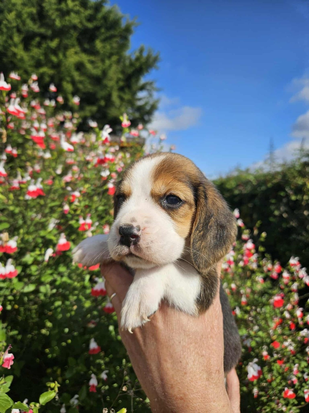 Des Courants De La Selle - Chiots disponibles - Beagle