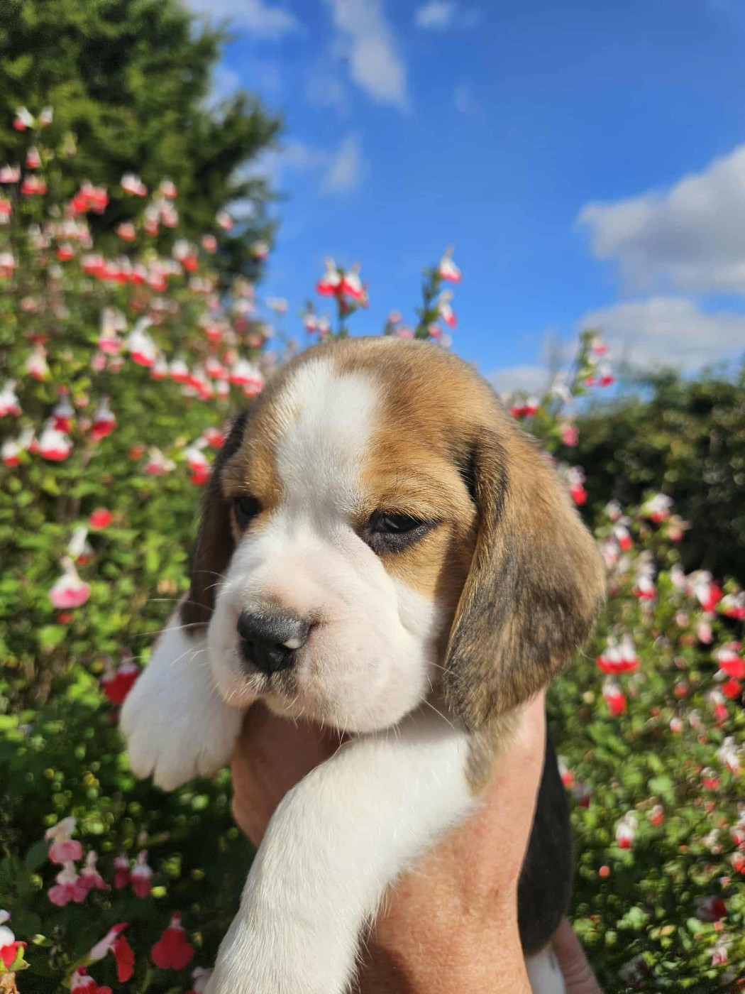 Des Courants De La Selle - Beagle - Portée née le 11/09/2025