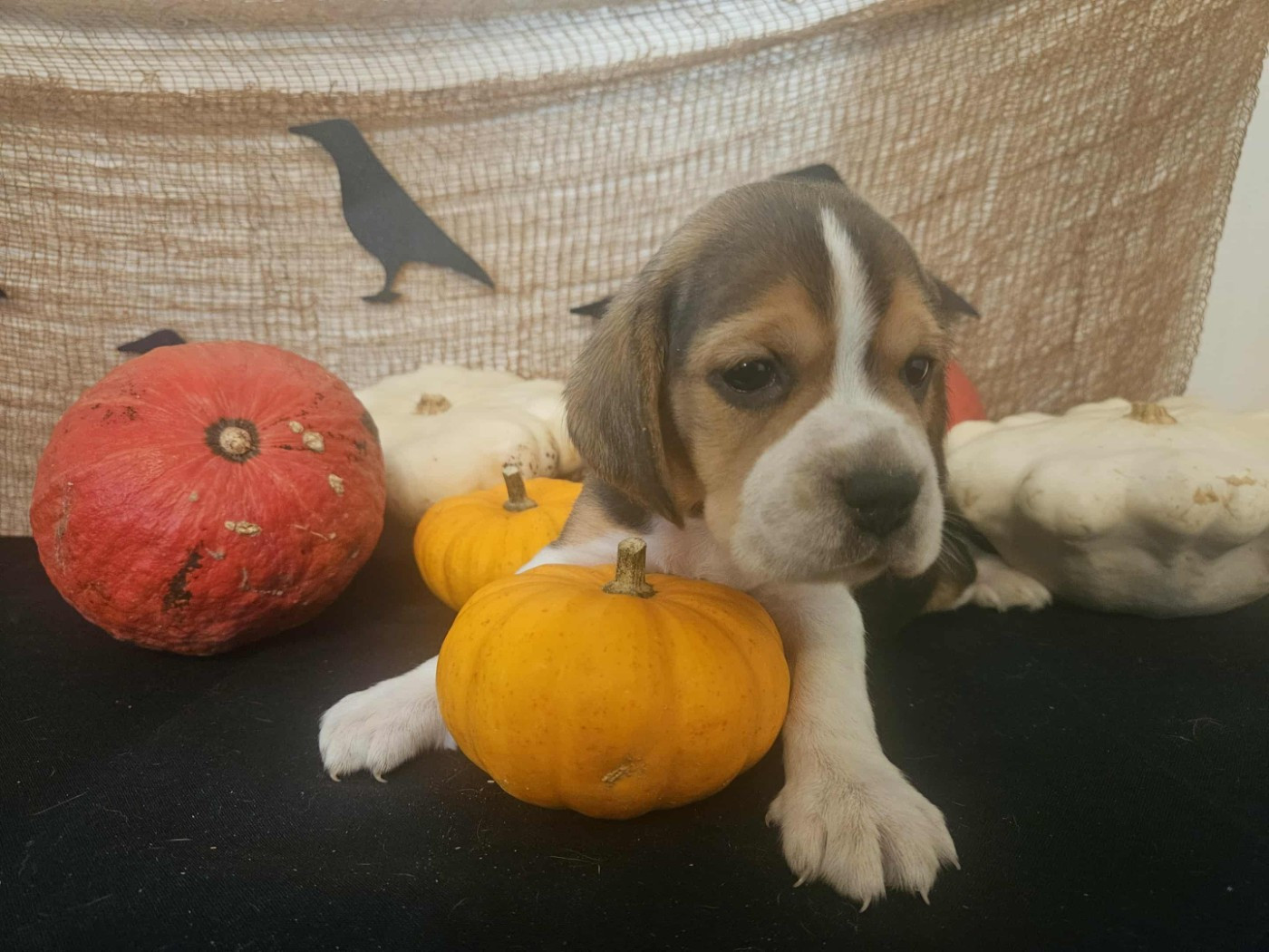 Des Courants De La Selle - Chiots disponibles - Beagle