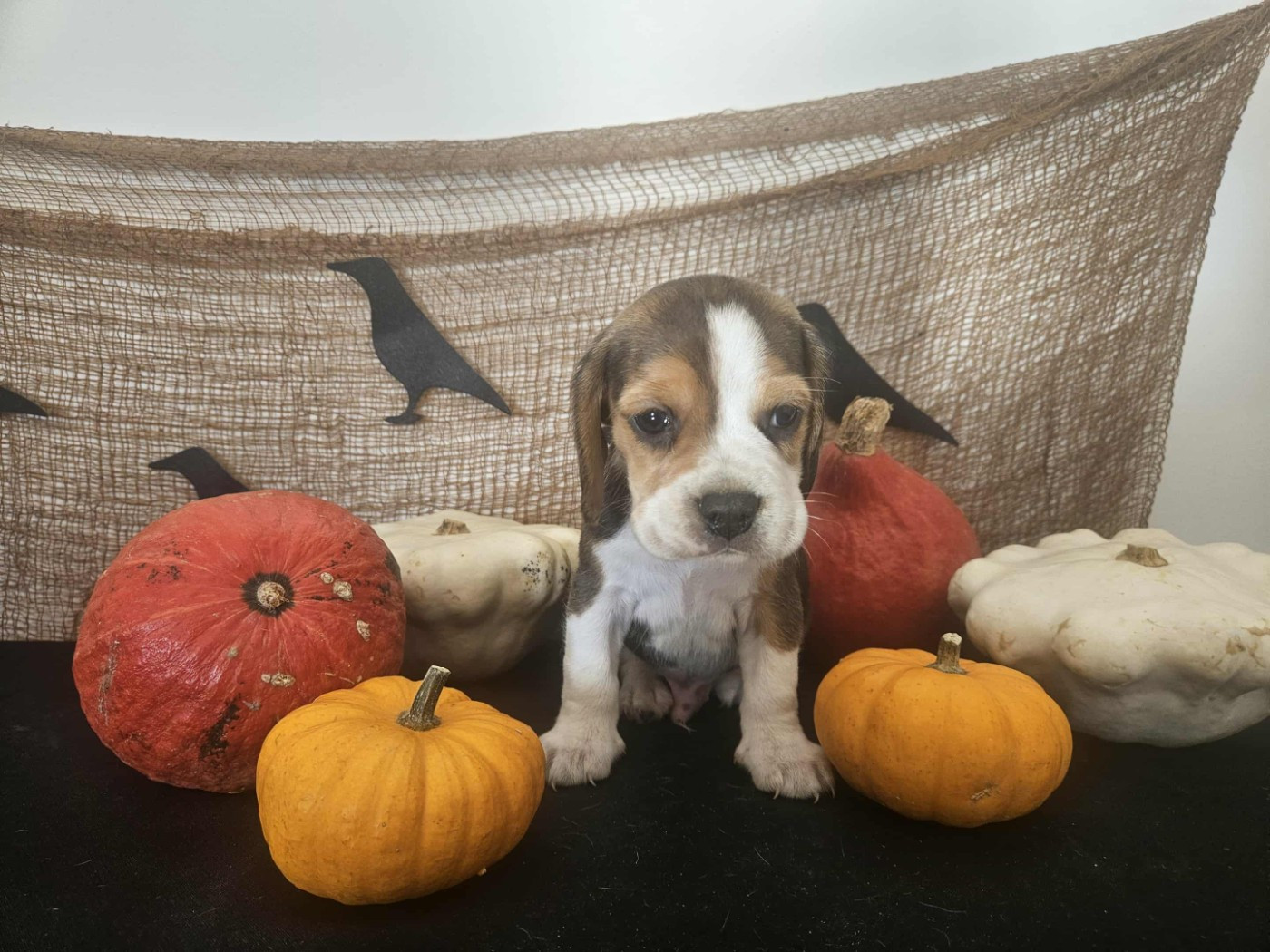 Des Courants De La Selle - Chiots disponibles - Beagle