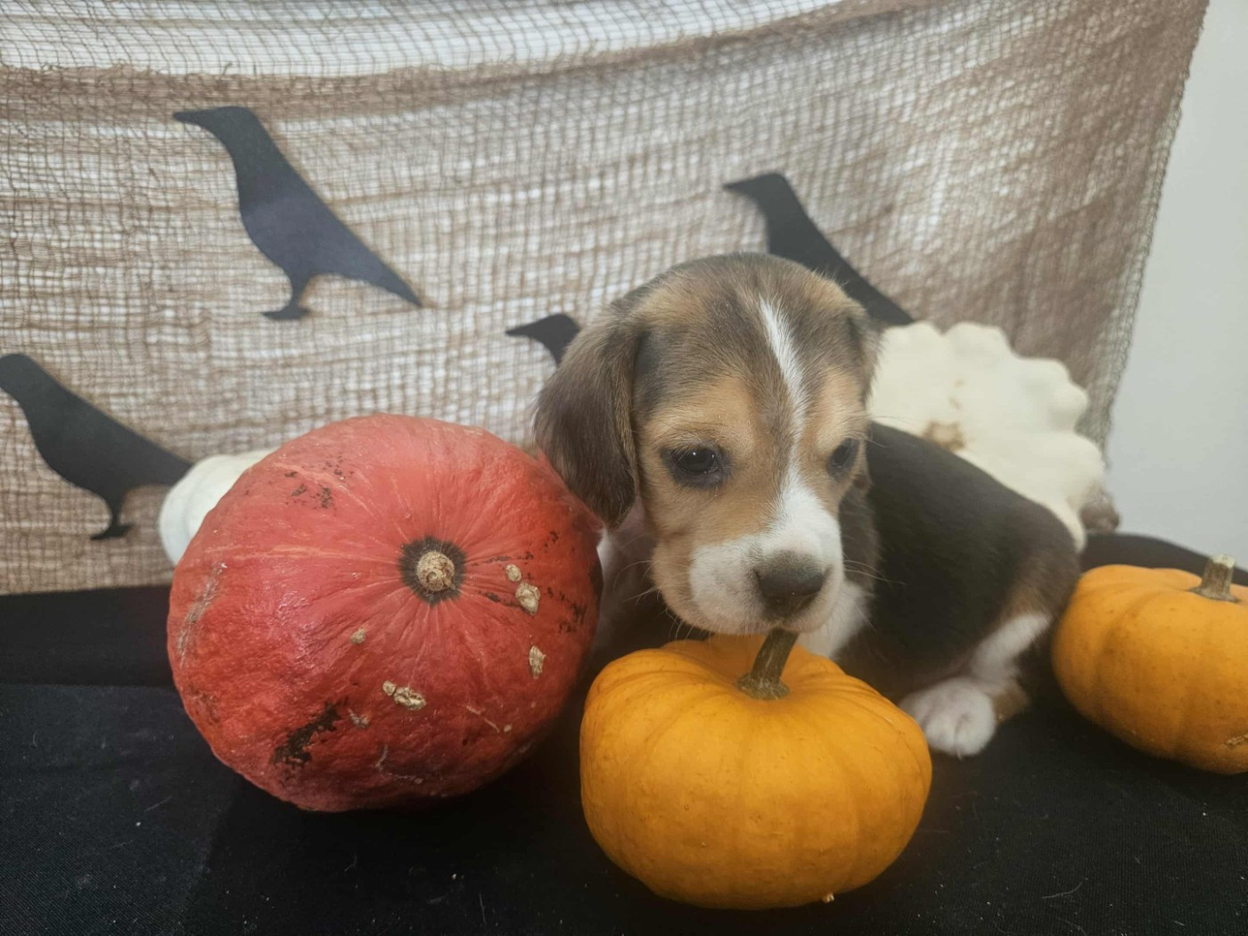 Des Courants De La Selle - Chiots disponibles - Beagle
