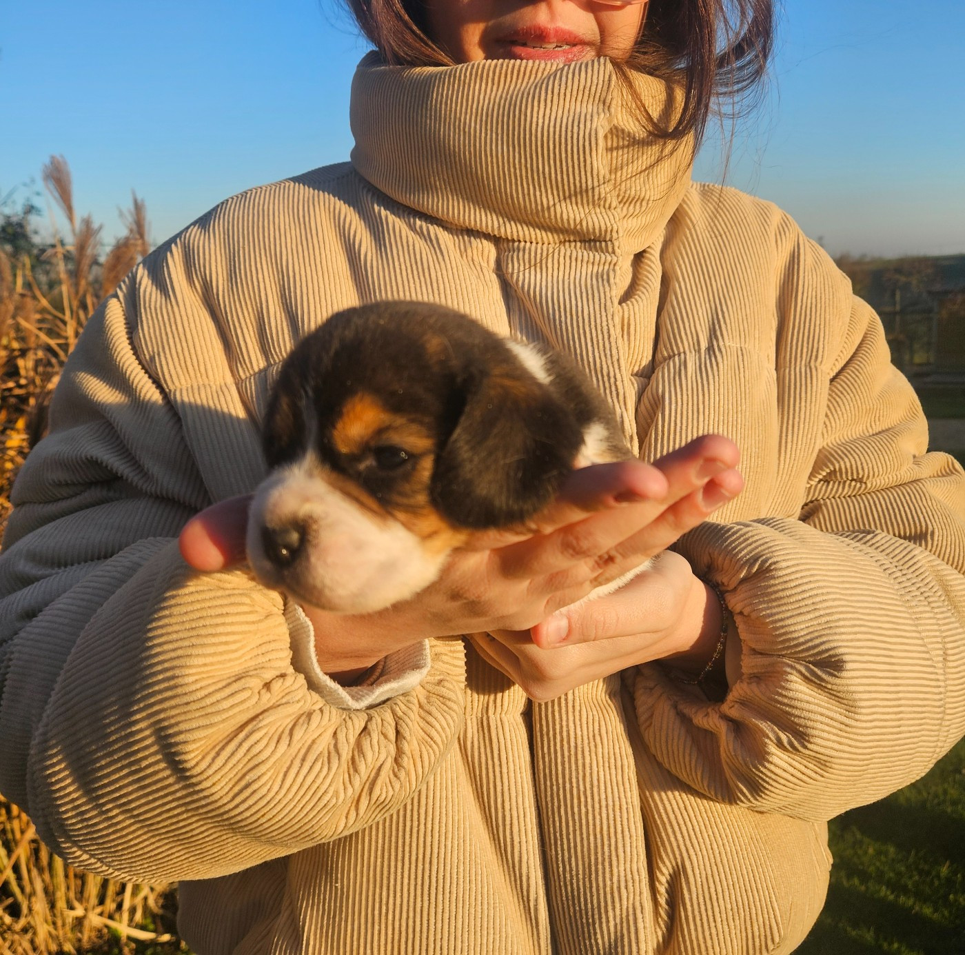 Des Courants De La Selle - Chiots disponibles - Beagle