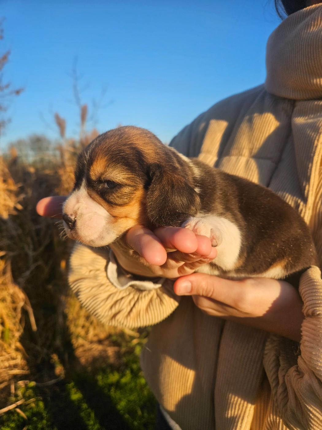 Des Courants De La Selle - Chiots disponibles - Beagle