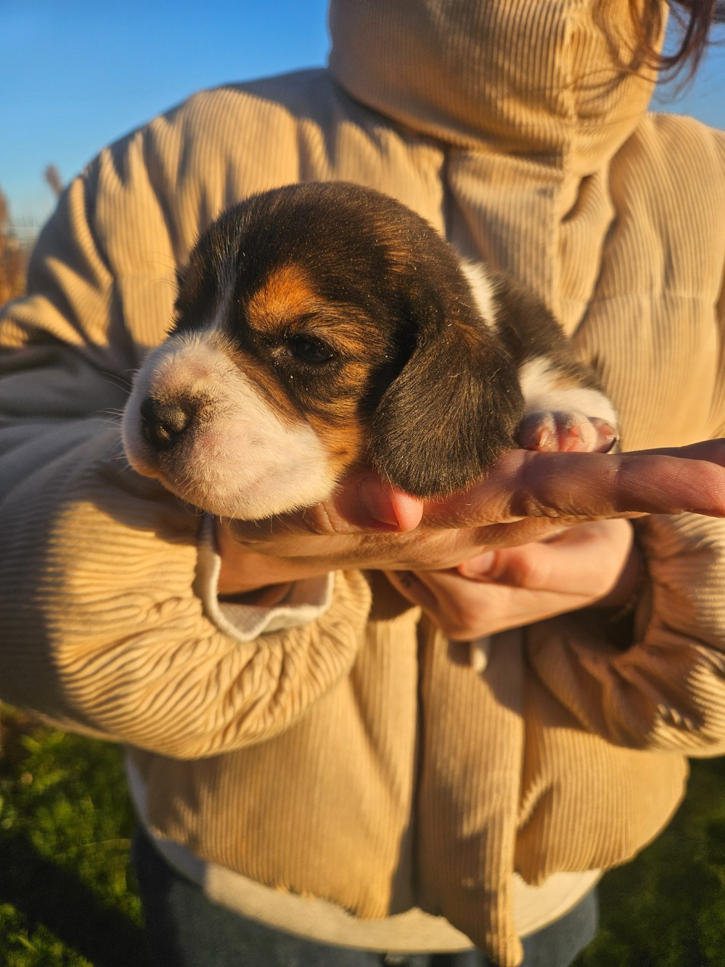 Des Courants De La Selle - Chiots disponibles - Beagle