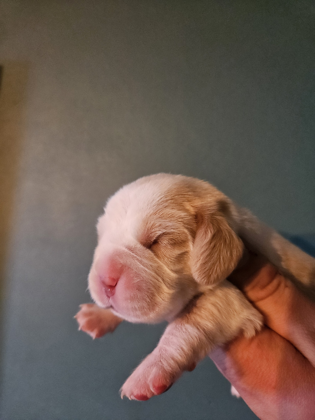 Chiot Beagle Des Courants De La Selle