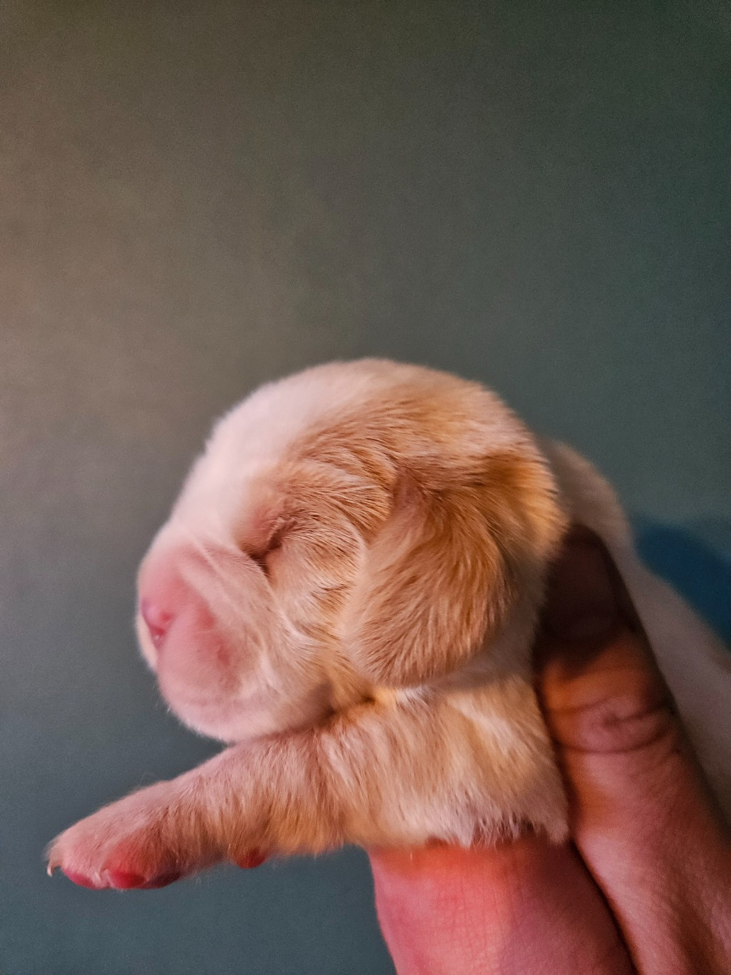 Des Courants De La Selle - Chiots disponibles - Beagle