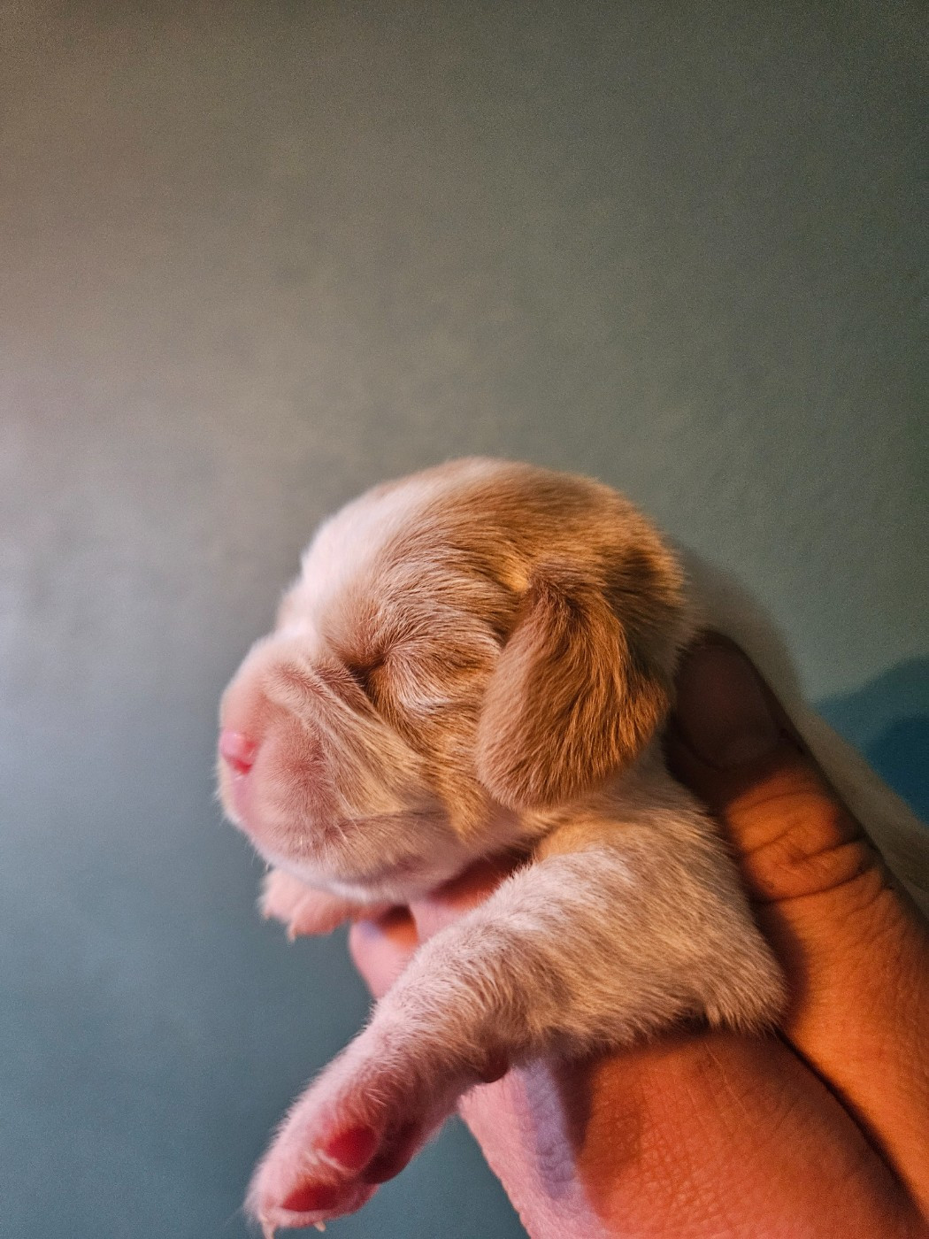 Des Courants De La Selle - Chiots disponibles - Beagle