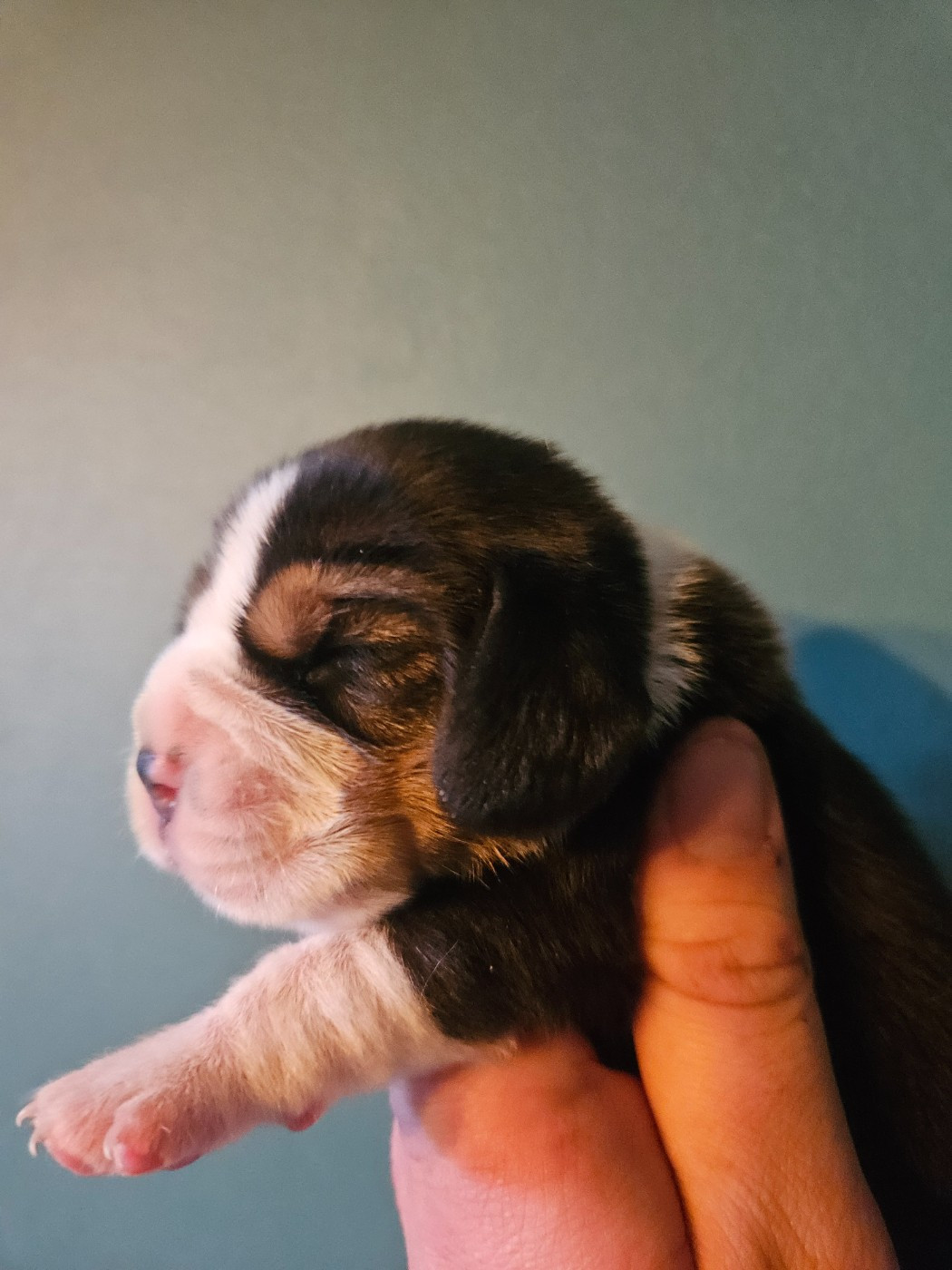 Des Courants De La Selle - Chiots disponibles - Beagle