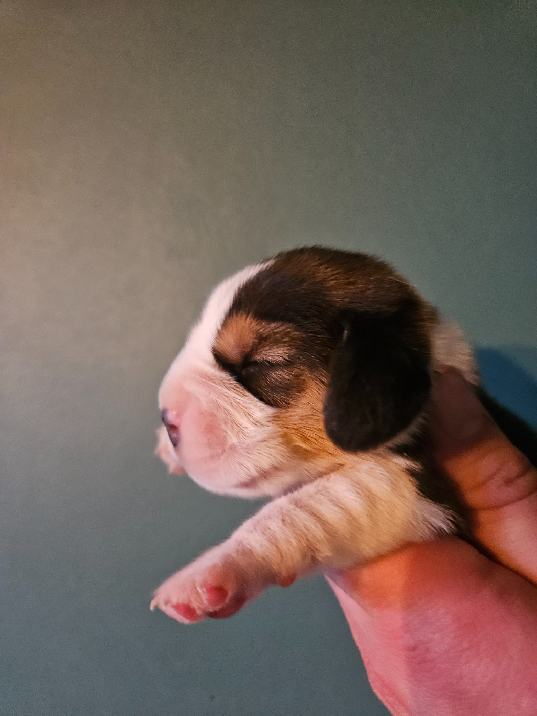 Des Courants De La Selle - Chiots disponibles - Beagle