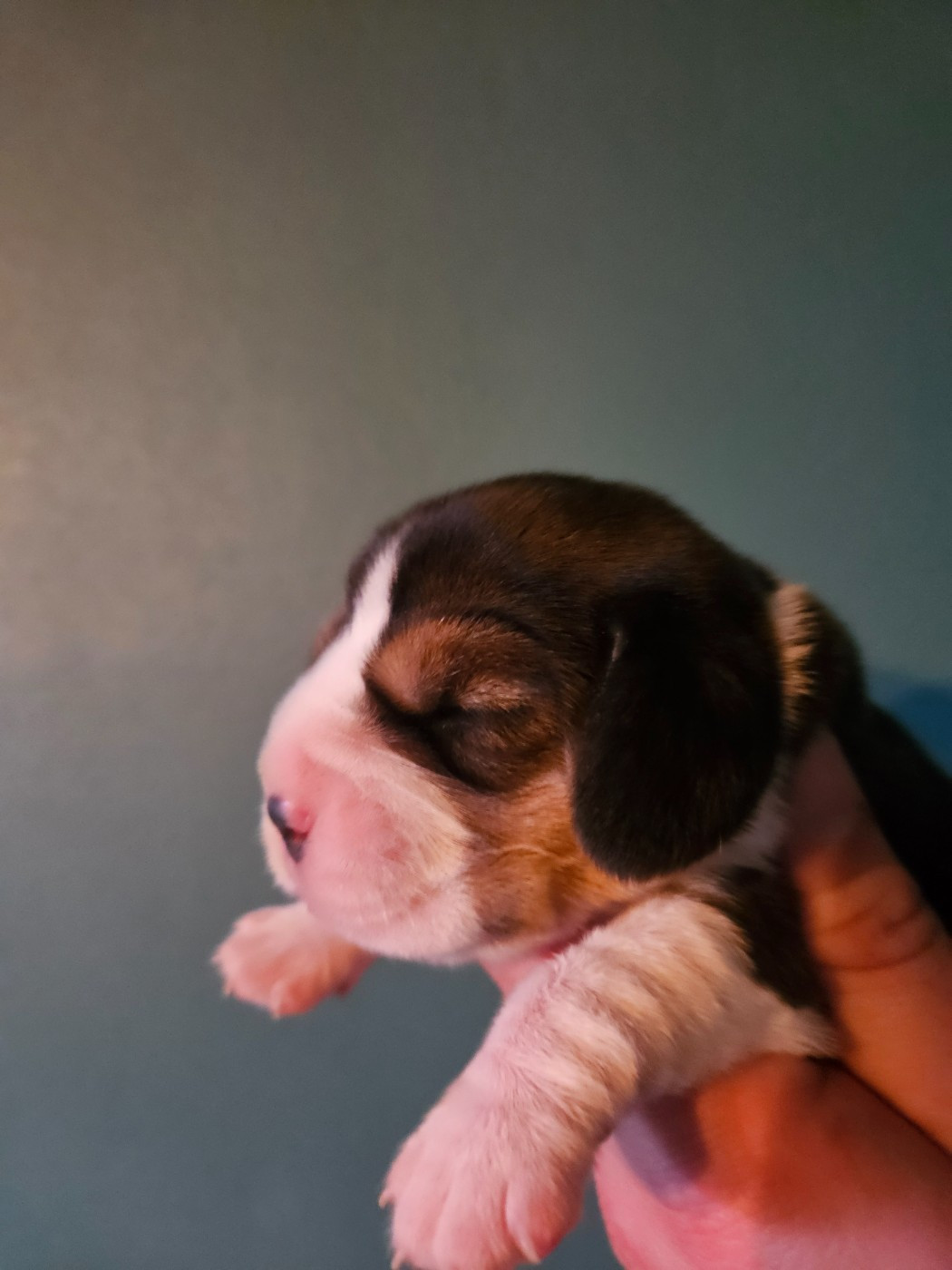 Des Courants De La Selle - Chiots disponibles - Beagle