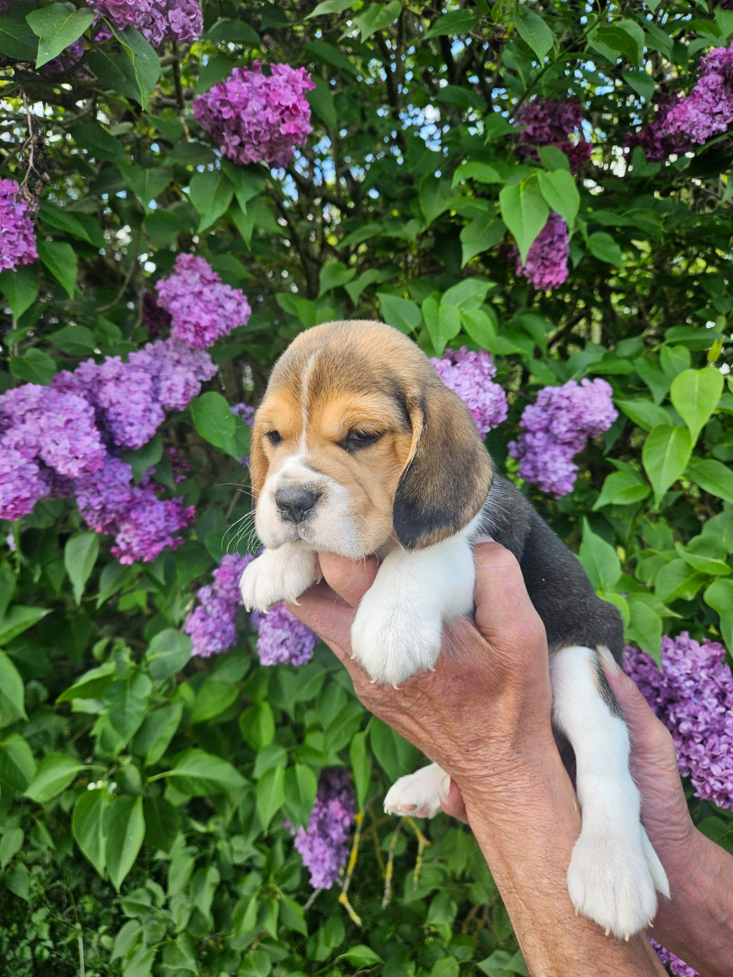 Des Courants De La Selle - Chiots disponibles - Beagle