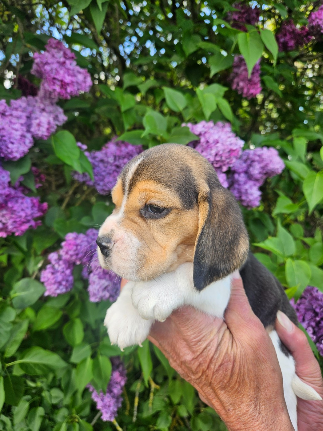 Des Courants De La Selle - Chiots disponibles - Beagle