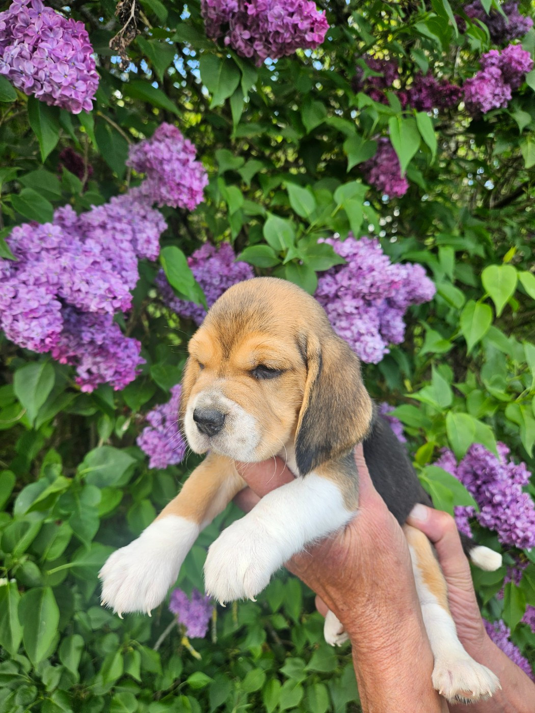 Des Courants De La Selle - Chiots disponibles - Beagle