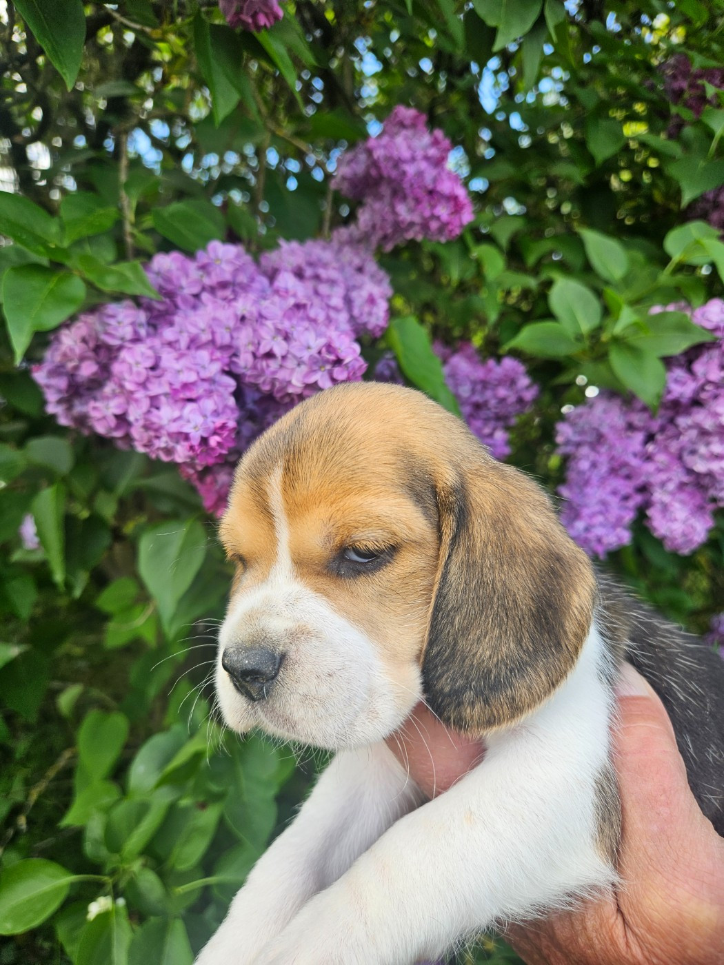 Des Courants De La Selle - Chiots disponibles - Beagle