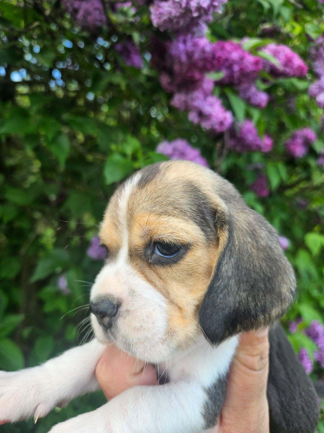 Des Courants De La Selle - Chiots disponibles - Beagle