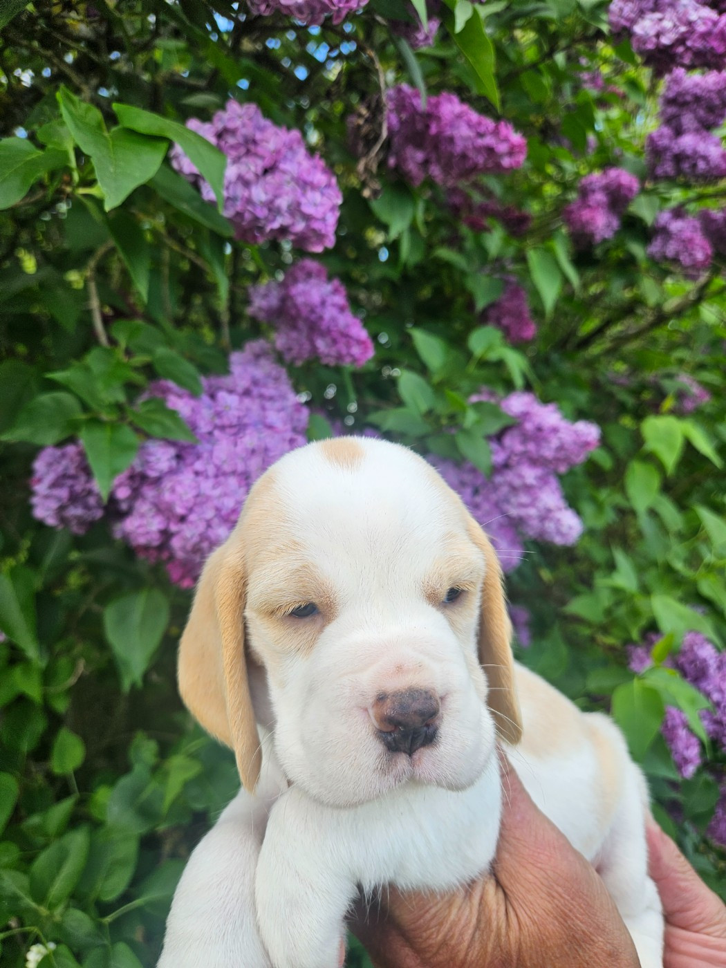 Des Courants De La Selle - Chiots disponibles - Beagle