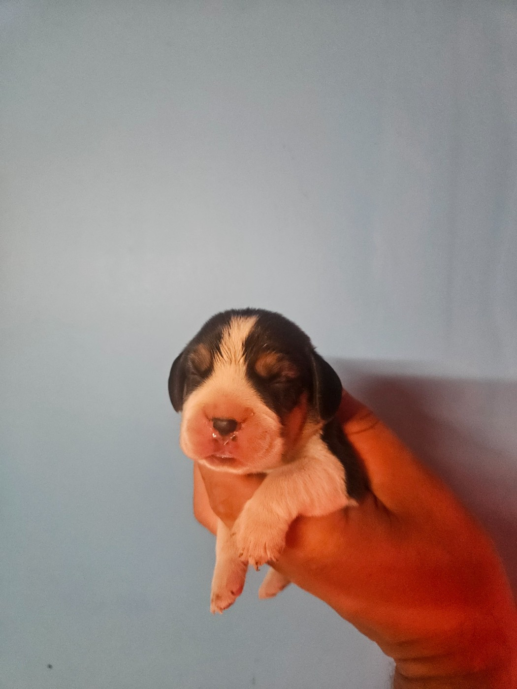Des Courants De La Selle - Chiots disponibles - Beagle