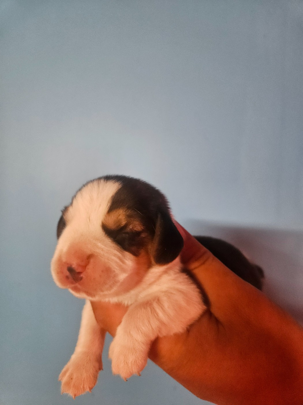Des Courants De La Selle - Chiots disponibles - Beagle