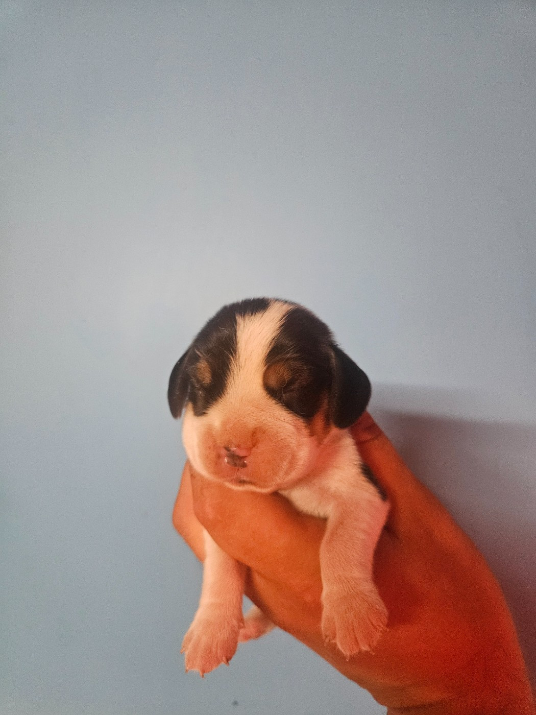 Des Courants De La Selle - Chiots disponibles - Beagle