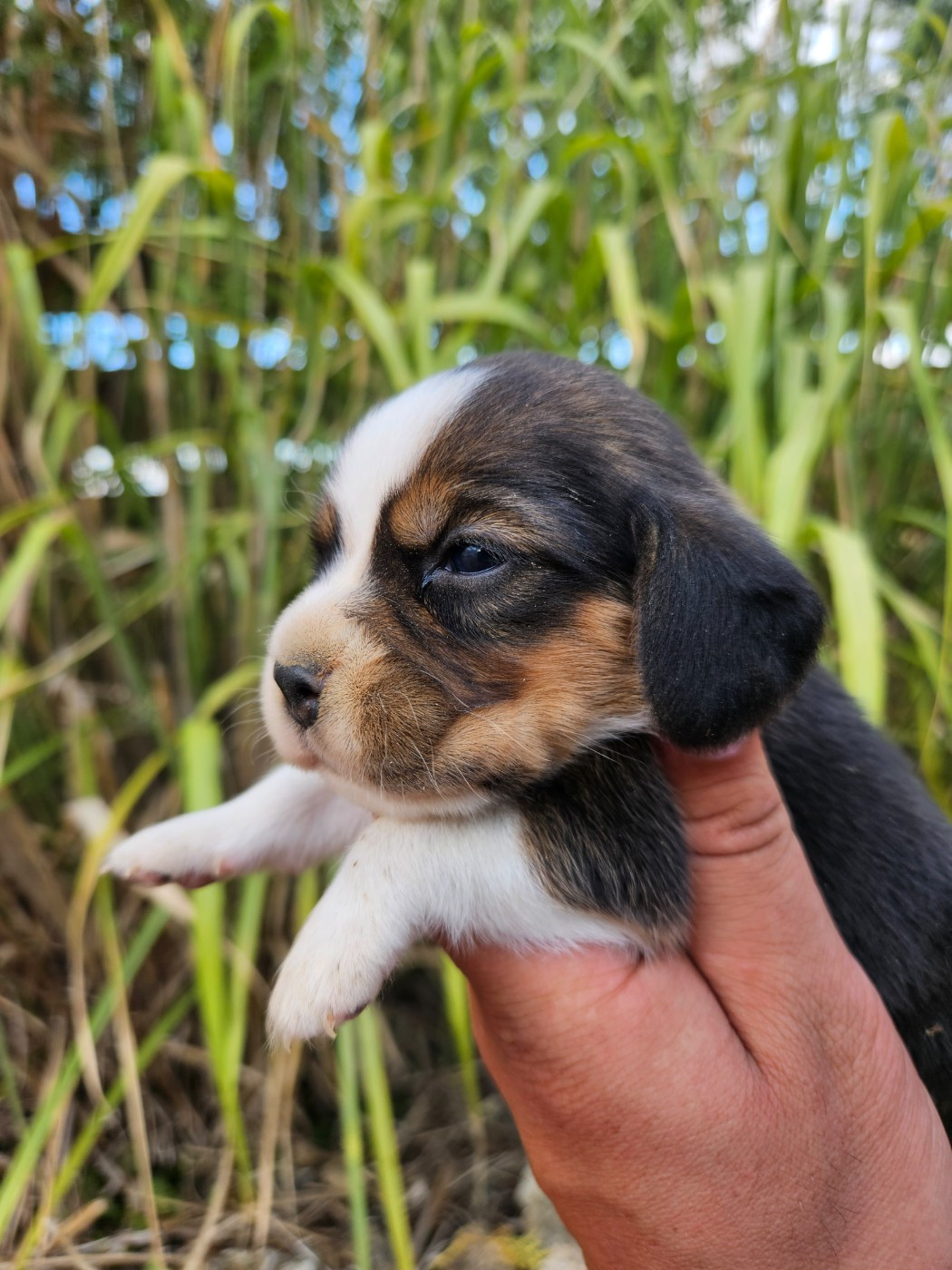 Des Courants De La Selle - Chiots disponibles - Beagle