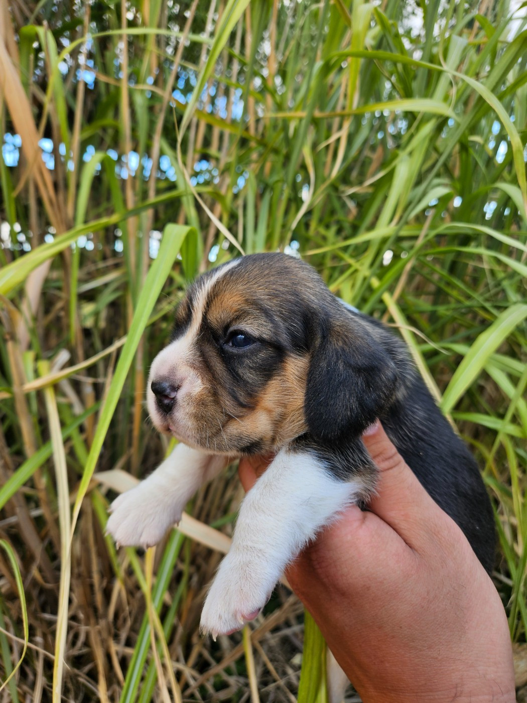 Des Courants De La Selle - Chiots disponibles - Beagle
