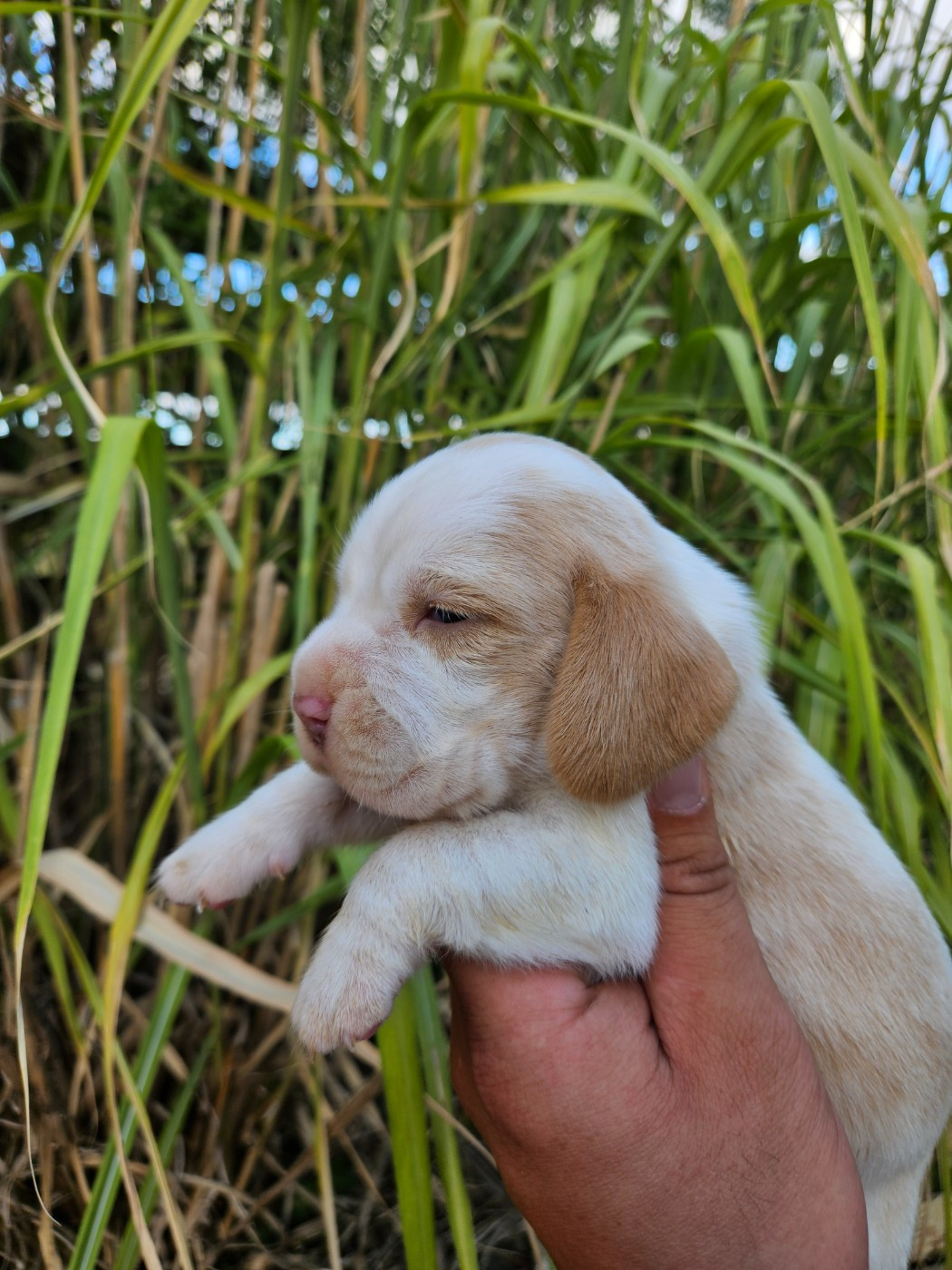 Des Courants De La Selle - Chiots disponibles - Beagle