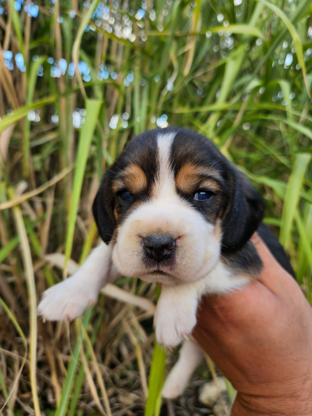 Des Courants De La Selle - Chiots disponibles - Beagle