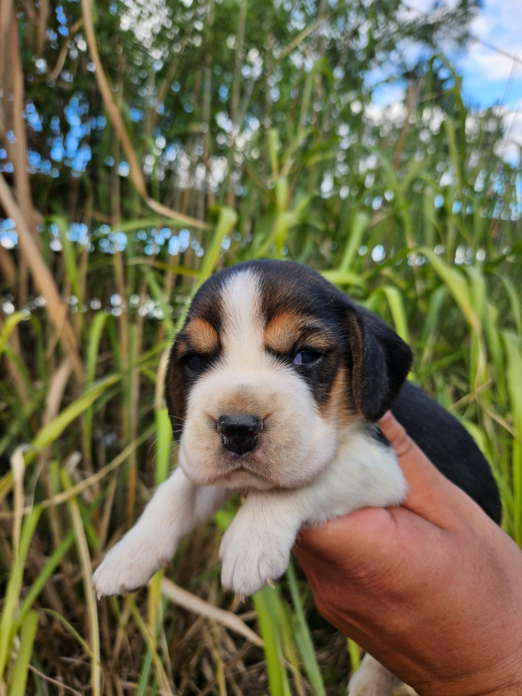 Des Courants De La Selle - Chiots disponibles - Beagle
