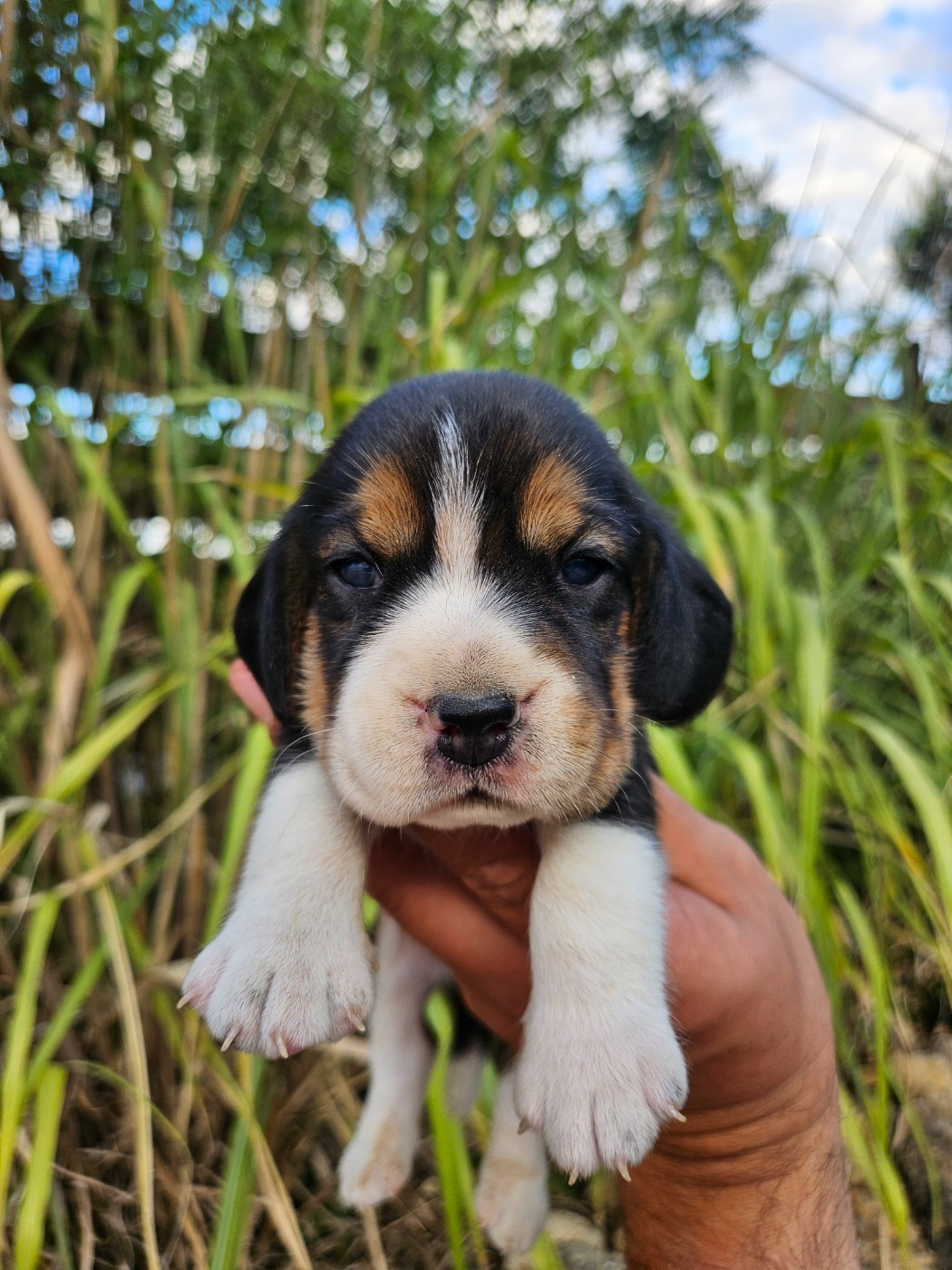 Des Courants De La Selle - Chiots disponibles - Beagle
