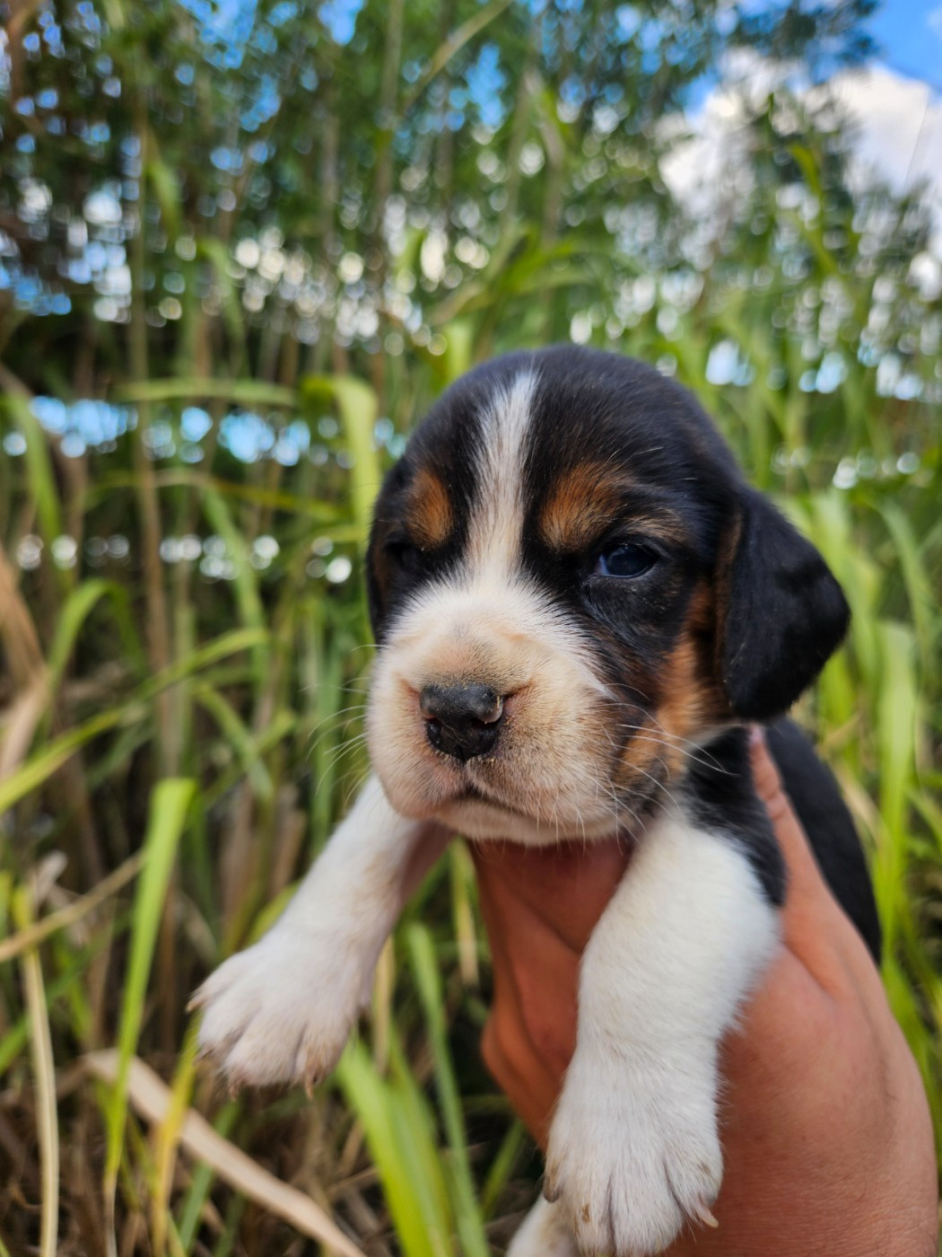 Des Courants De La Selle - Chiots disponibles - Beagle