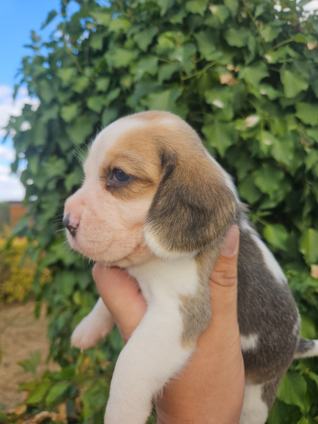 Des Courants De La Selle - Chiots disponibles - Beagle