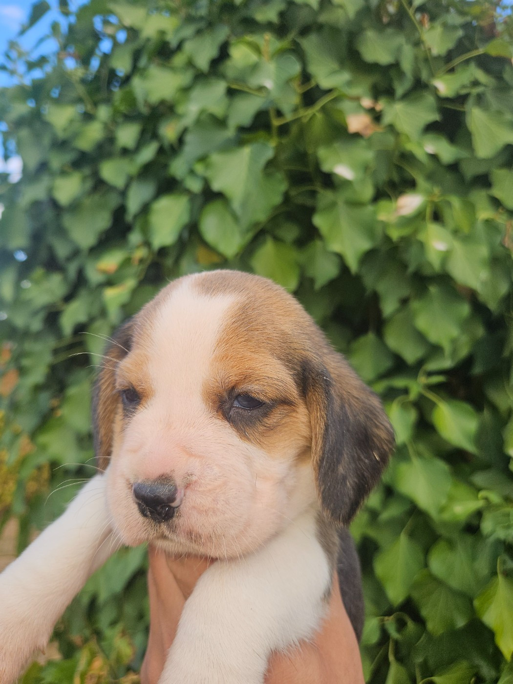 Des Courants De La Selle - Chiots disponibles - Beagle