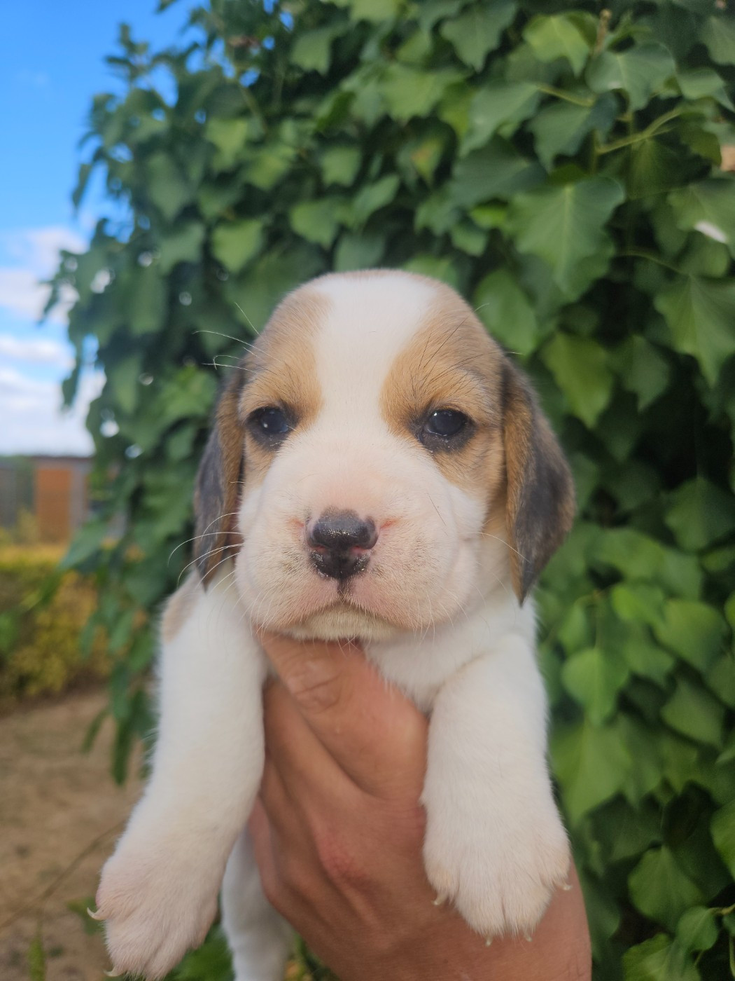 Des Courants De La Selle - Chiots disponibles - Beagle