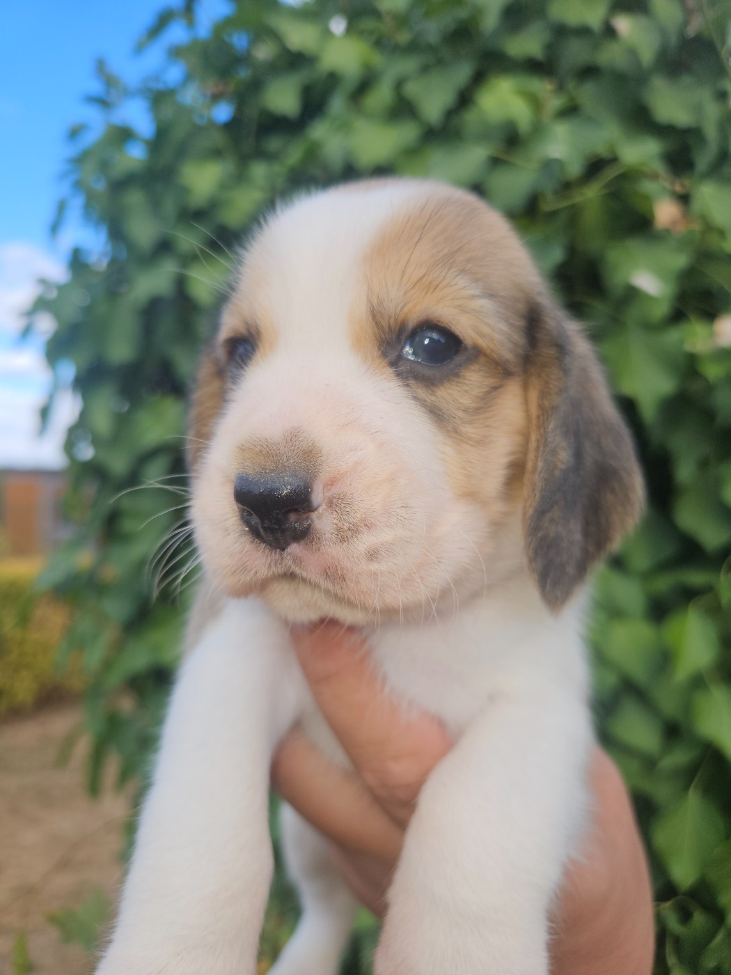 Des Courants De La Selle - Chiots disponibles - Beagle