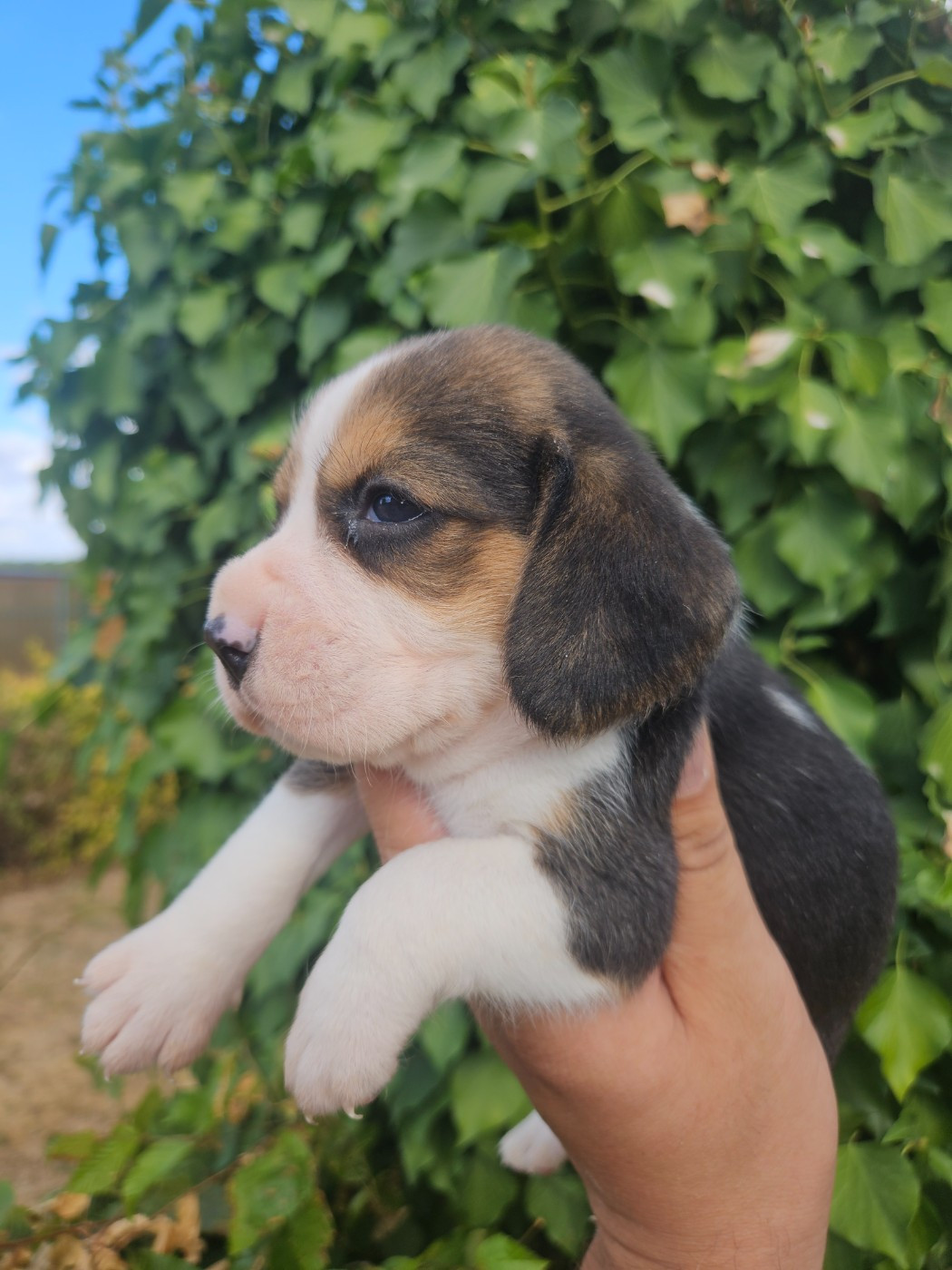 Des Courants De La Selle - Chiots disponibles - Beagle