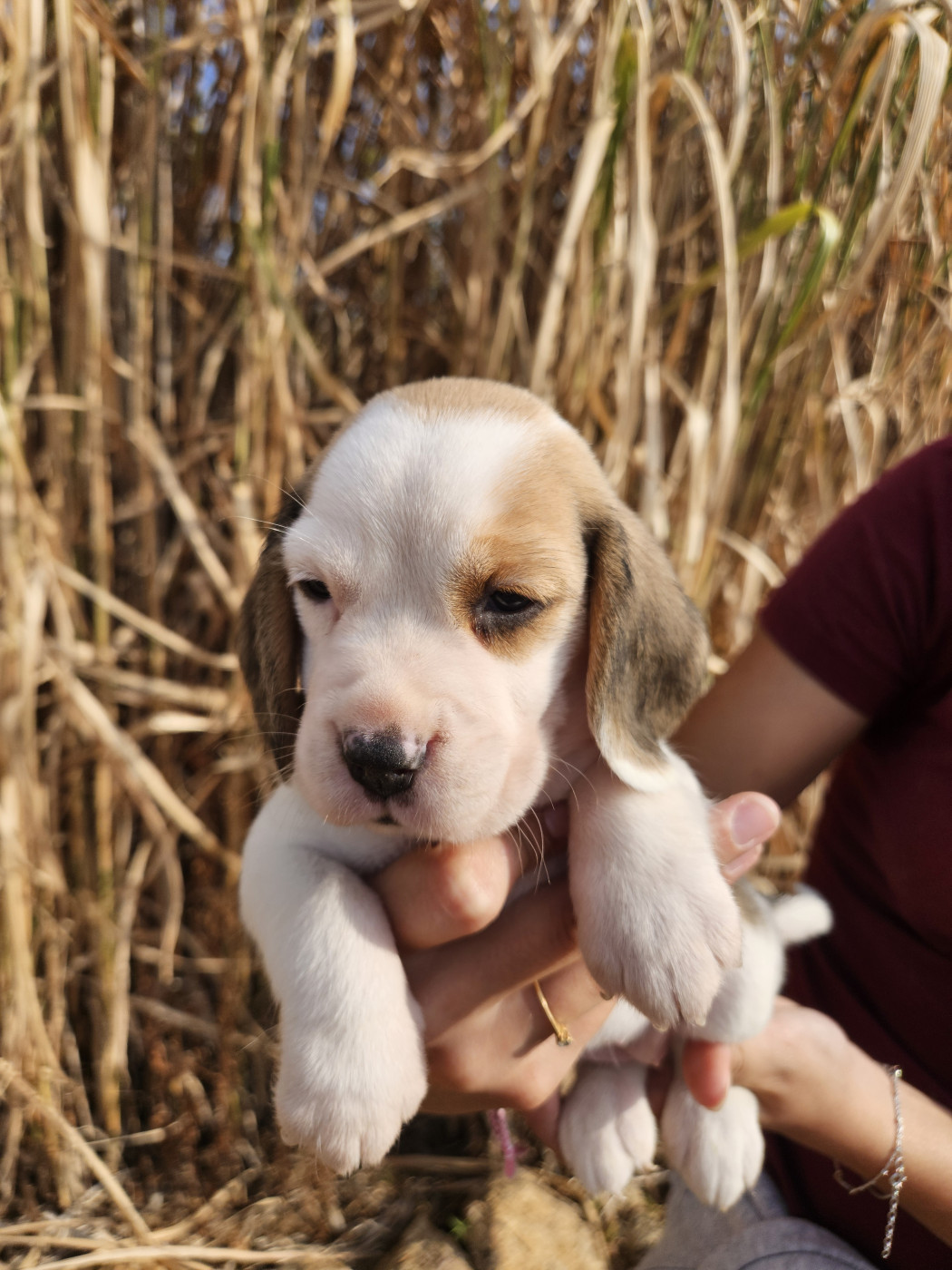 Des Courants De La Selle - Chiots disponibles - Beagle